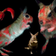 Live springhares as seen under UV light (except the one at center bottom).